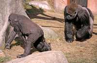 Western Lowland Gorillas, Calgary Zoo, Alberta CM11-05