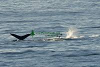 Highlight for Album: Whale Photos, Canadian Wildlife Stock Photos
