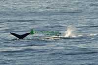 Humpback Whale CM11-04