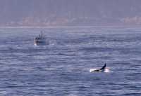 Humpback Whale CM11-03