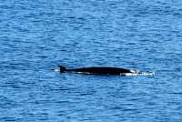 Minke Whale CM11-01