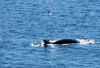 Minke Whale CM11-02