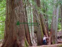 Highlight for Album: Whistler Sightseeing Areas, Stock Photos Whistler, British Columbia, Canada, Host City of the XXI Olympic Winter Games and Paralympic Games in 2010