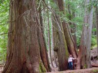 Whistler, Cougar Mountain, Ancient Cedars, British Columbia, Canada 04