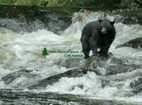 Highlight for Album: Wildlife and Marine Life Photos, Gwaii Haanas National Park Reserve, Haida Gwaii, Queen Charlotte Islands, British Columbia, Canadian National Parks Stock Photos