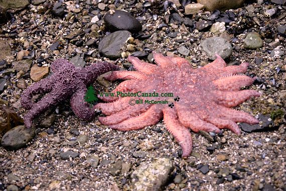 Starfish, Gwaii Haanas National Park Reserve, British Columbia, Canada CM11-01