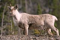 Highlight for Album: Woodland Caribou Photos, Western Canada,  Canadian Wildlife Stock Photos