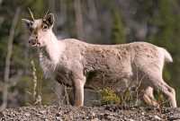 Woodland Caribou, Northern British Columbia CM11-04