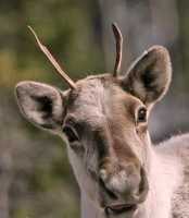 Woodland Caribou, Northern British Columbia CM11-03