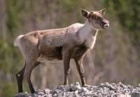 Woodland Caribou, Northern British Columbia CM11-02