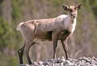 Woodland Caribou, Northern British Columbia CM11-01