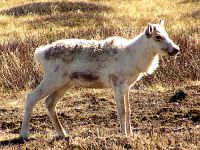 Woodland Caribou Calf, Newfoundland 05